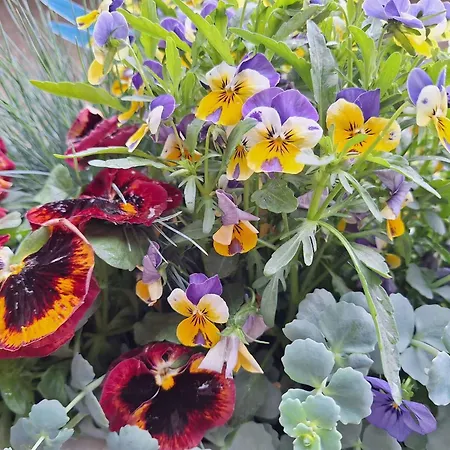 شقة In - Balaton 36443 شيوفوك