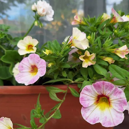 In - Balaton 36443 公寓 *