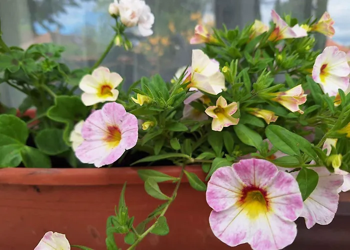 In - Balaton 36443 דירה *